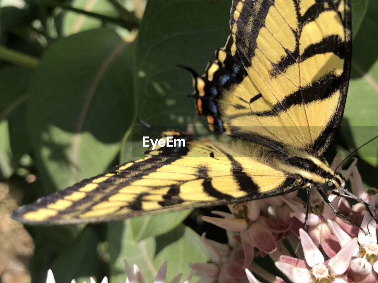 Western tiger swallowtail feeds on flowers