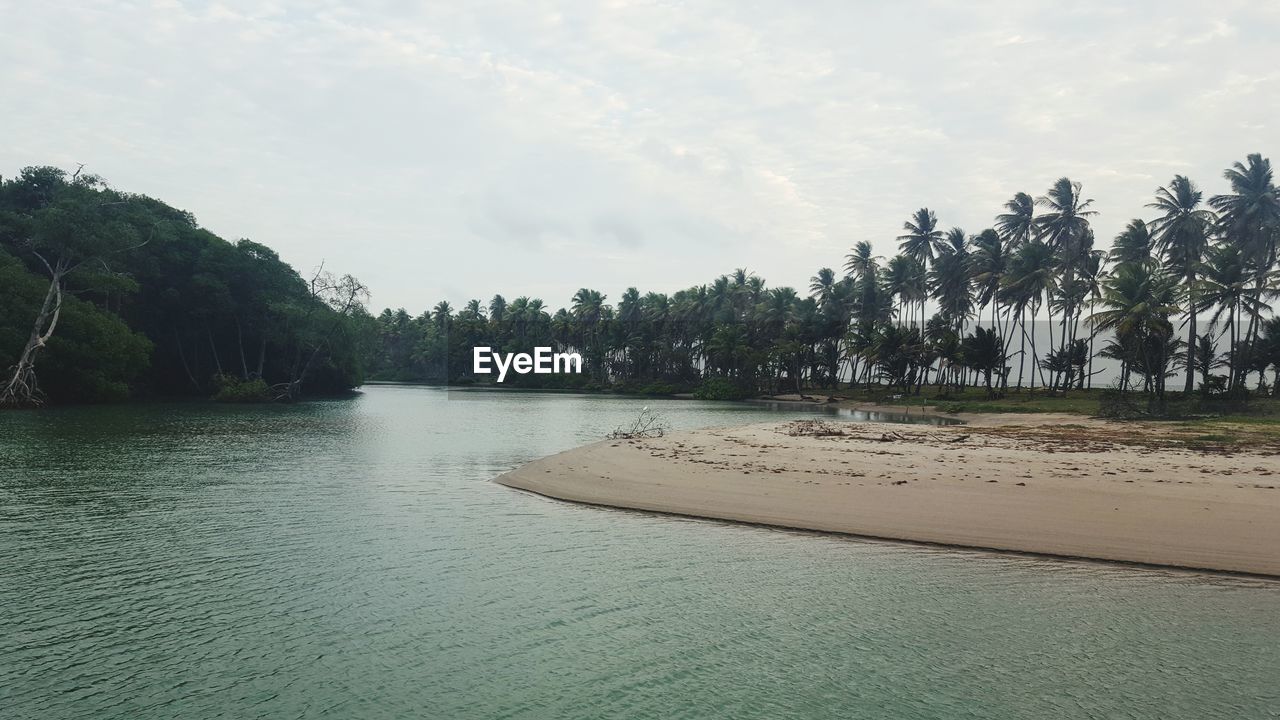 View of calm lake against trees