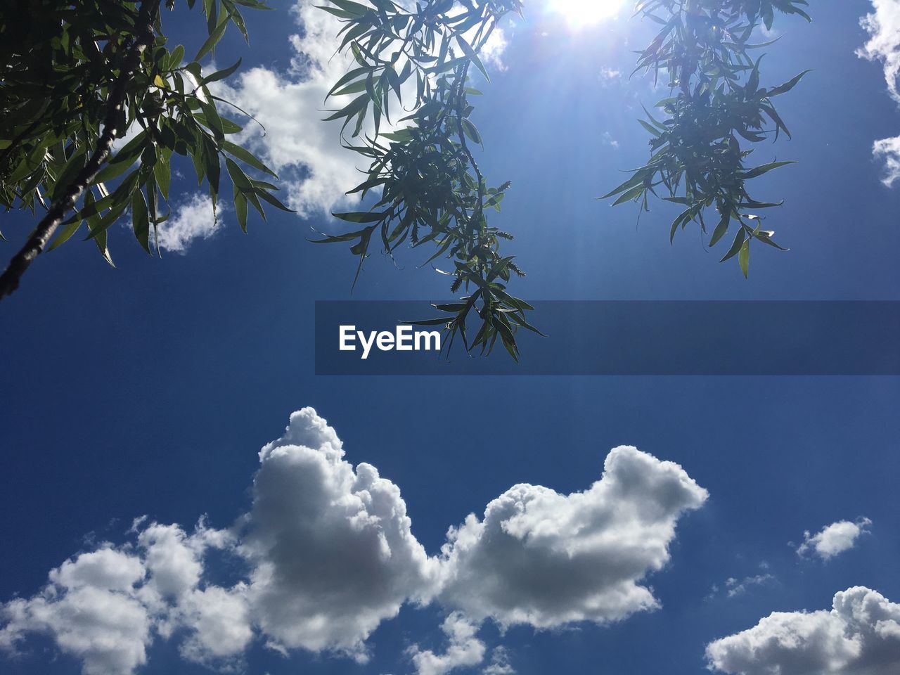 LOW ANGLE VIEW OF BLUE SKY AND PLANTS AGAINST CLOUDY