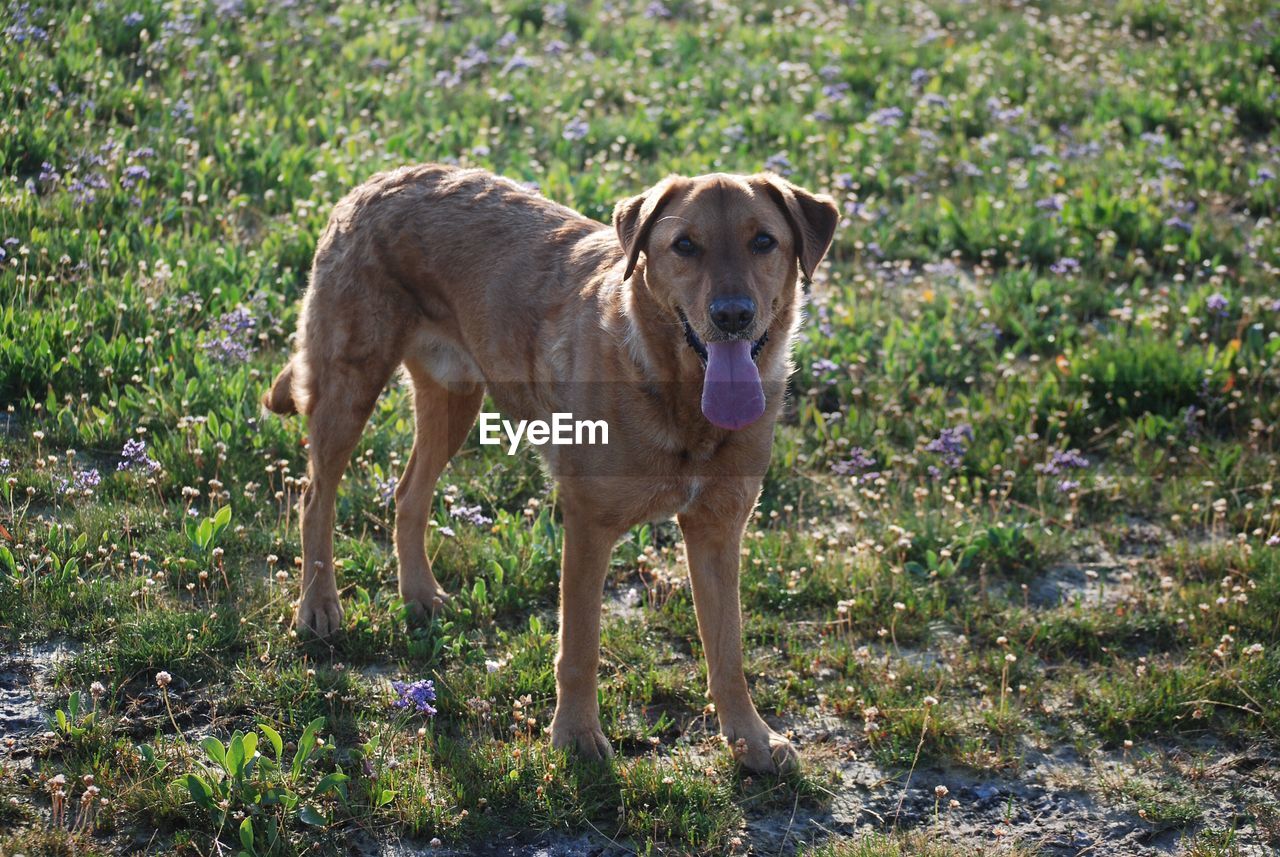 Portrait of dog sticking out tongue while standing on field