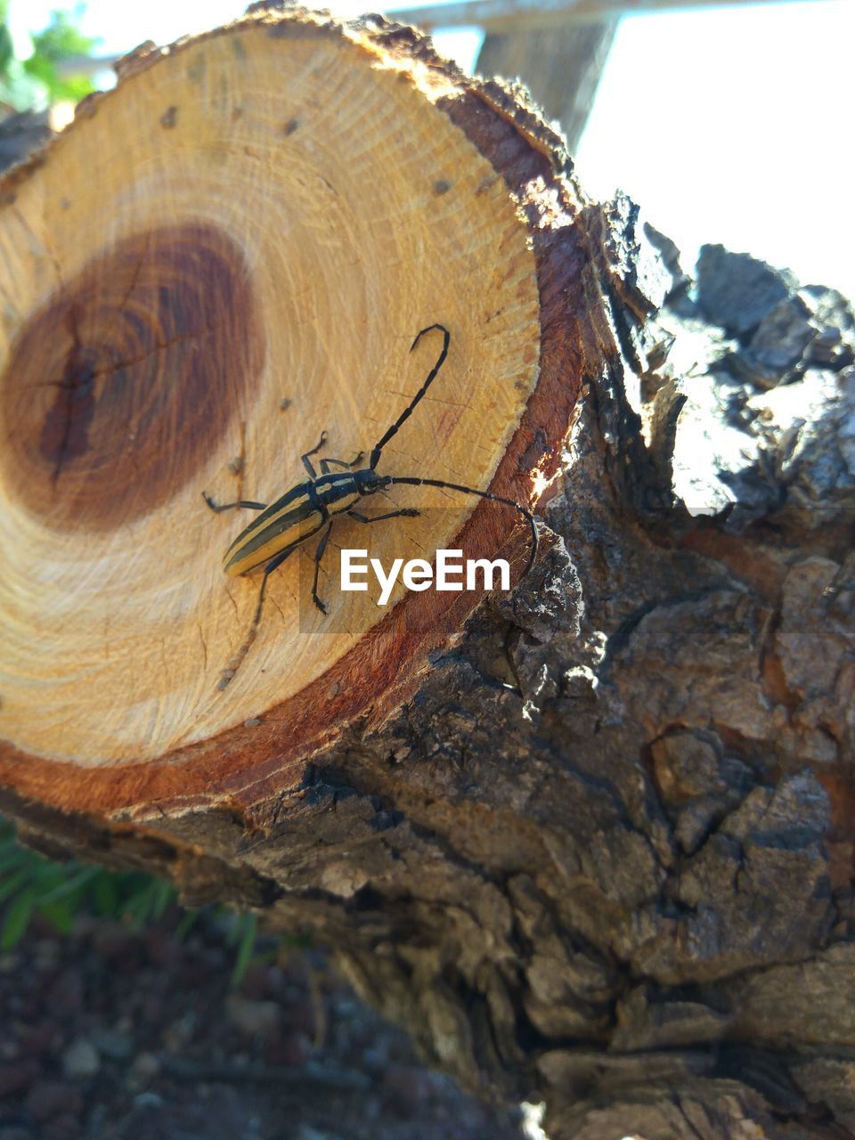 CLOSE-UP OF HORSE TREE STUMP