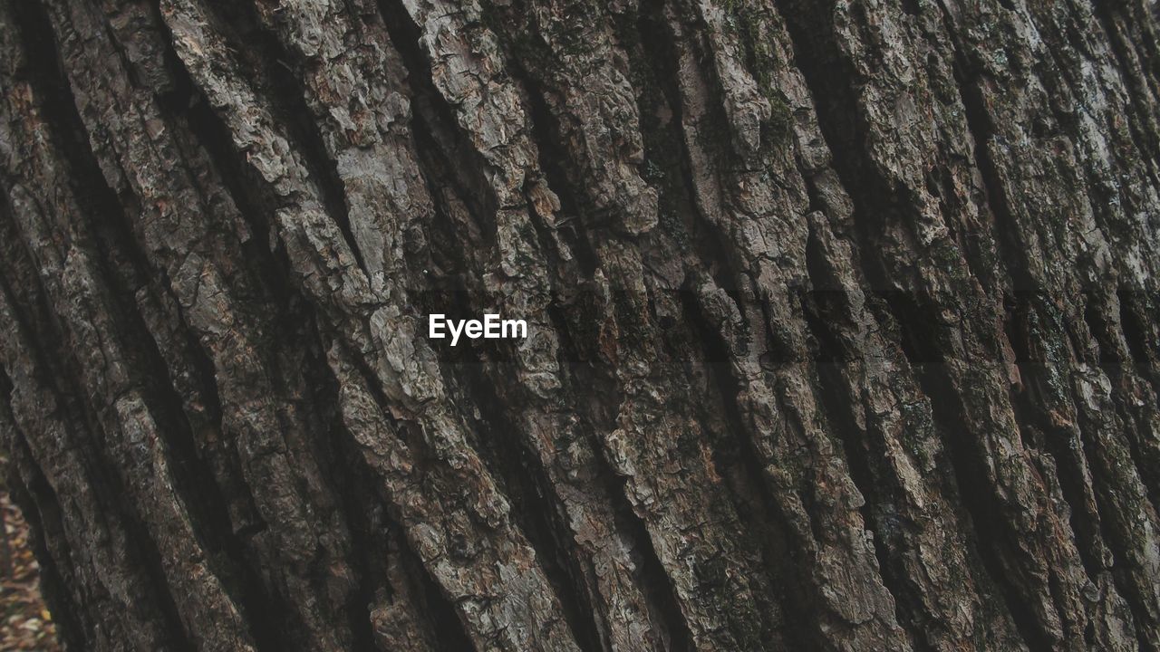 Full frame shot of tree trunk