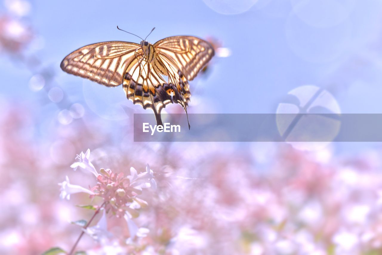 CLOSE-UP OF BUTTERFLY ON FLOWER