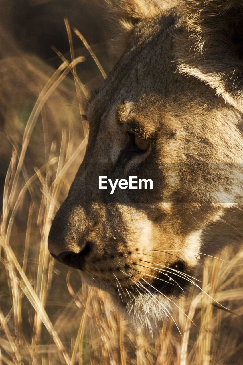 Side view of lion, close up