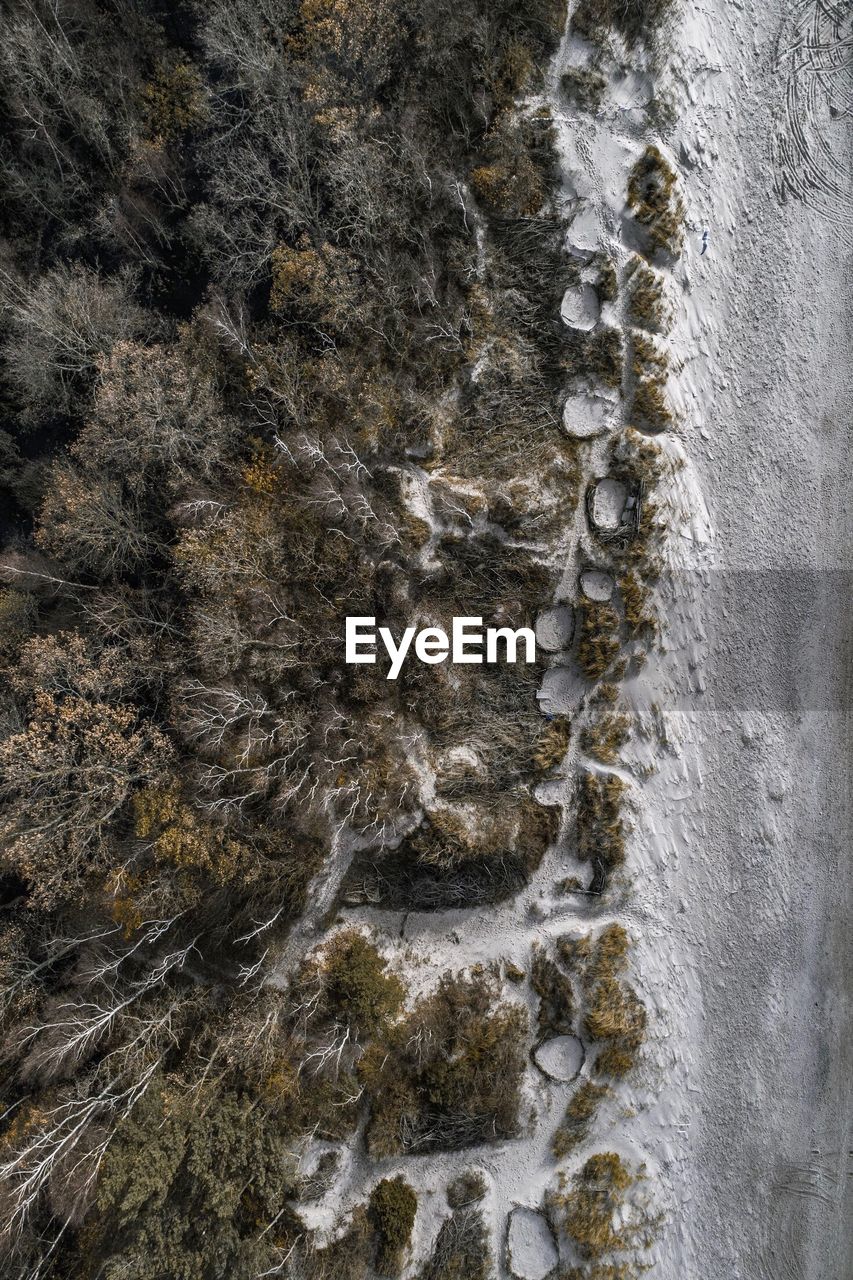 High angle view of trees in forest during winter