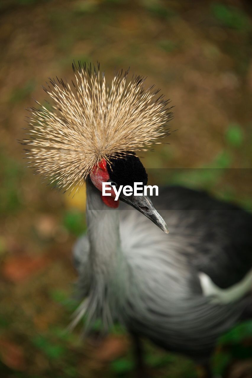 CLOSE-UP OF BIRD ON FLOWER