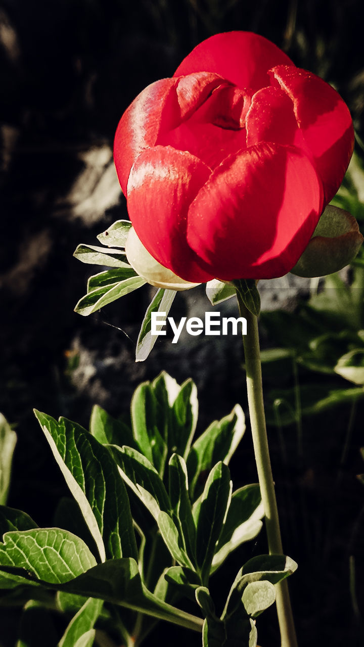 close-up of red tulip