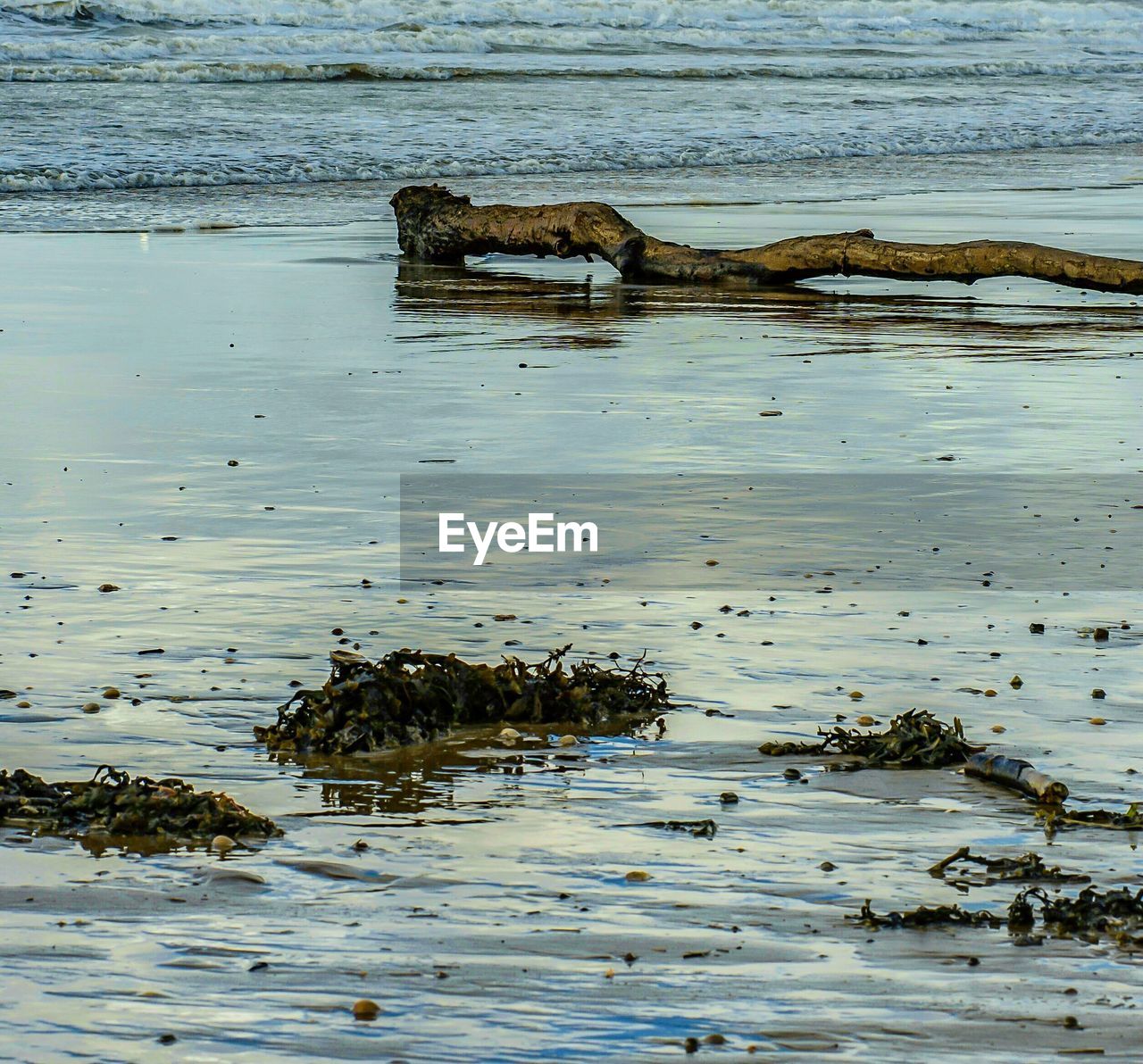 DRIFTWOOD ON SHORE