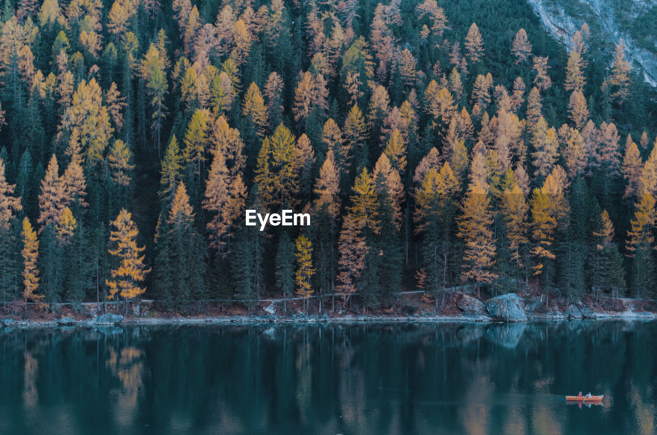 Reflection of trees in forest during autumn