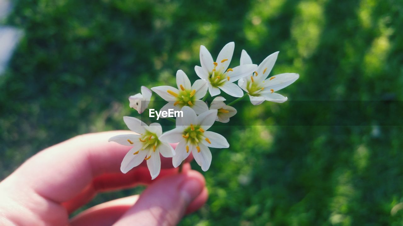 Close-up of hand holding flowers