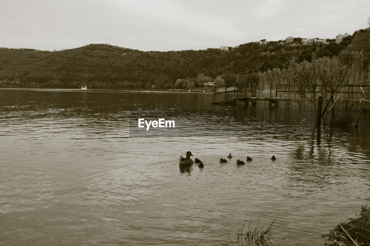Castel Gandolfo, Italy Animals In The Wild Castel Gandolfo  Family Italia Italian Landscape Lakeview Tranquility Beauty In Nature Duck Ducks Ducks At The Lake Italian Landscapes Italy Lake Lake View Lakes  Sepia Sepia Photography Sepia_collection Tranquil Scene