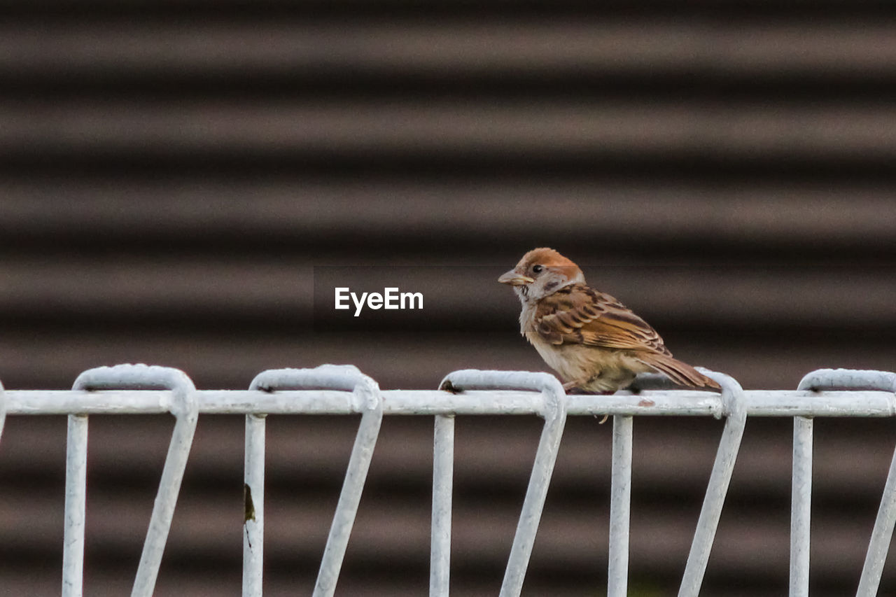 CLOSE-UP OF A BIRD PERCHING ON A FENCE