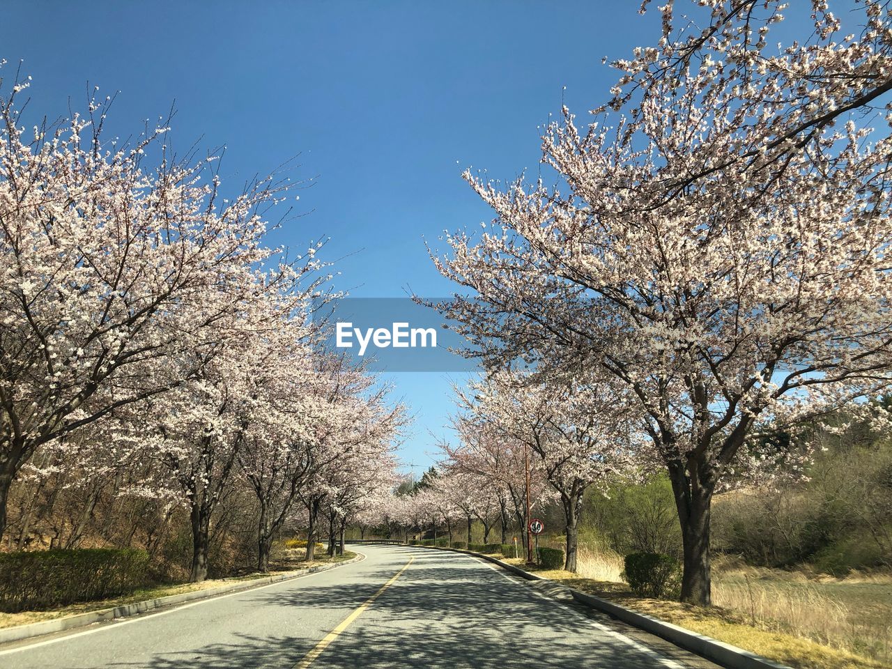 Road amidst trees against clear blue sky