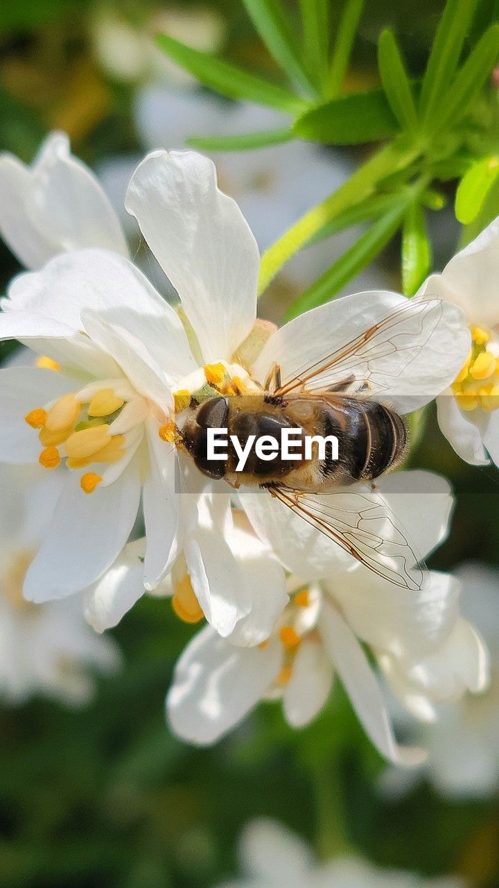 animal themes, flower, animal, flowering plant, animal wildlife, plant, insect, beauty in nature, bee, freshness, wildlife, honey bee, close-up, fragility, blossom, nature, one animal, petal, flower head, macro photography, white, no people, food, growth, eating, pollen, focus on foreground, pollination, outdoors, feeding, macro, springtime, wildflower, full length, selective focus, yellow, honey, summer