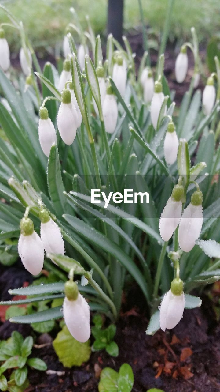 WHITE FLOWERS BLOOMING OUTDOORS