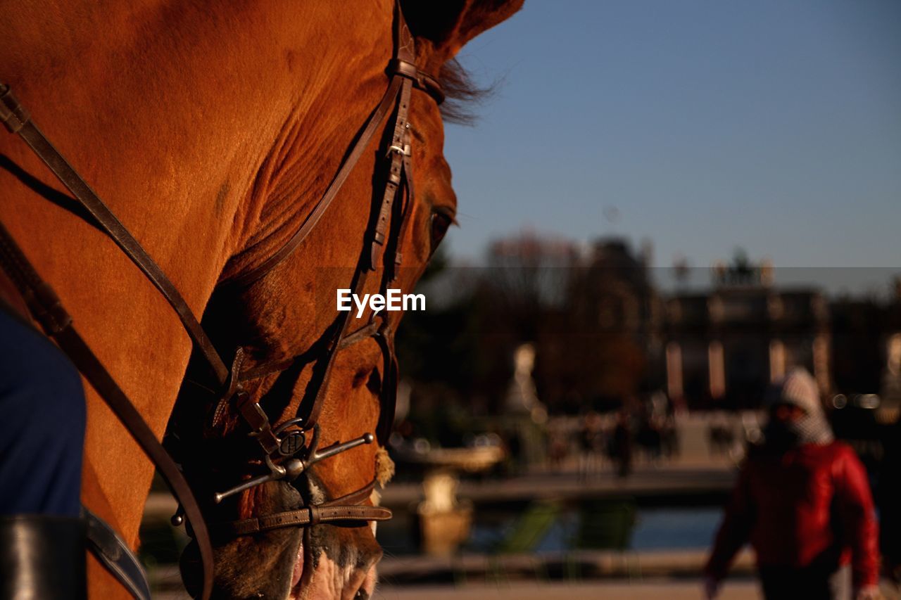 Close-up of horse against sky