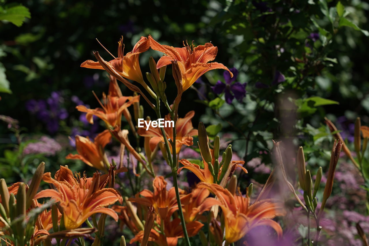 Close-up of orange flowering plant on field