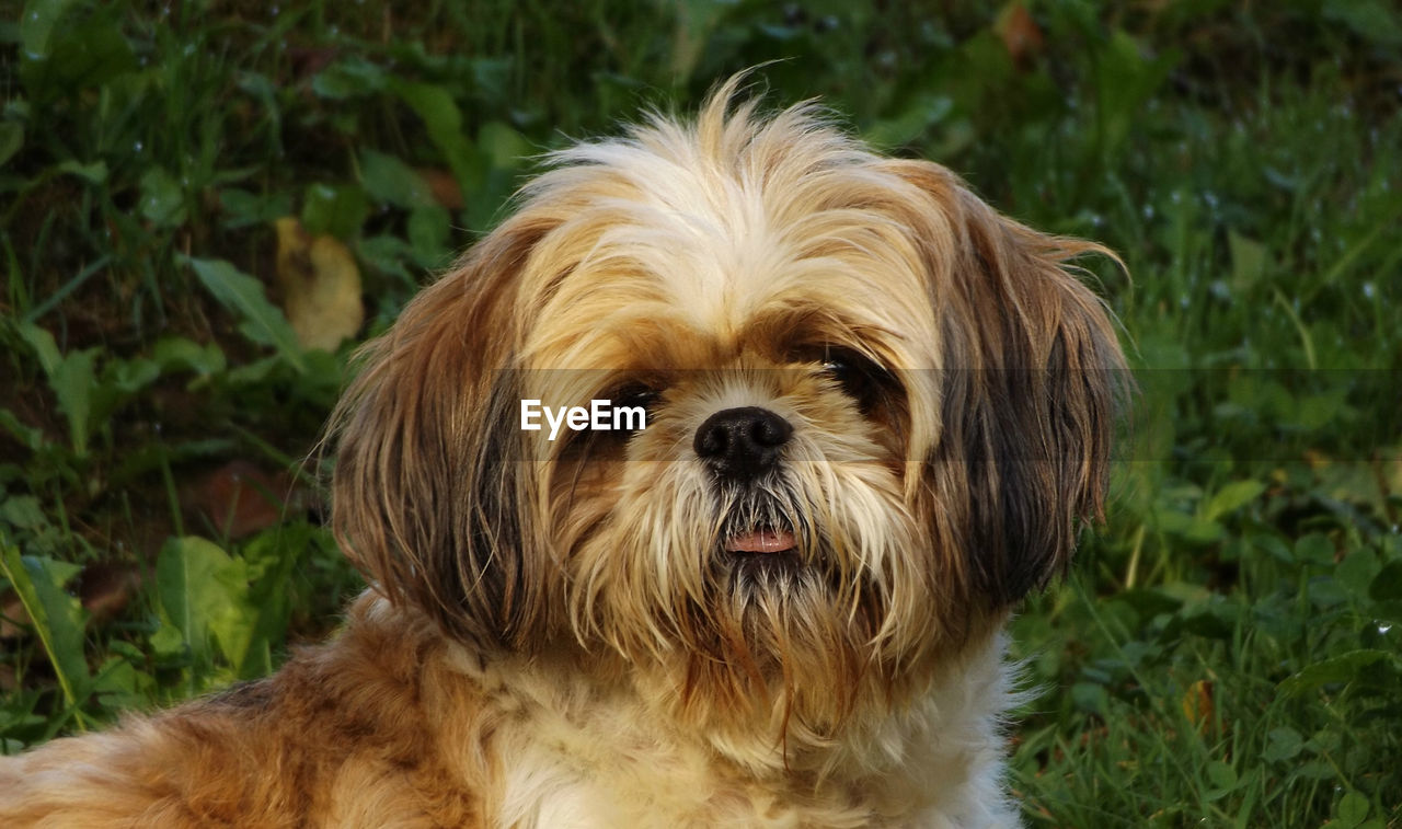 Close-up portrait of dog