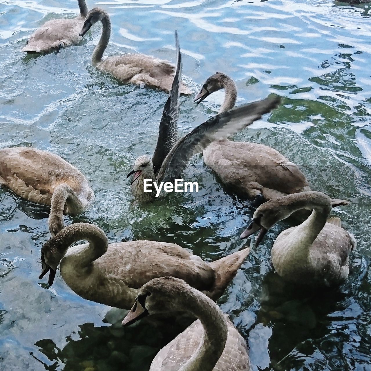 HIGH ANGLE VIEW OF SWANS SWIMMING ON LAKE