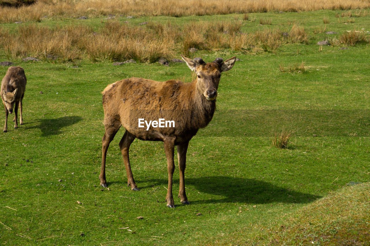 PORTRAIT OF DEER STANDING ON GRASSY FIELD