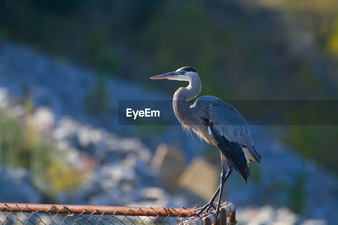 View of gray heron perching