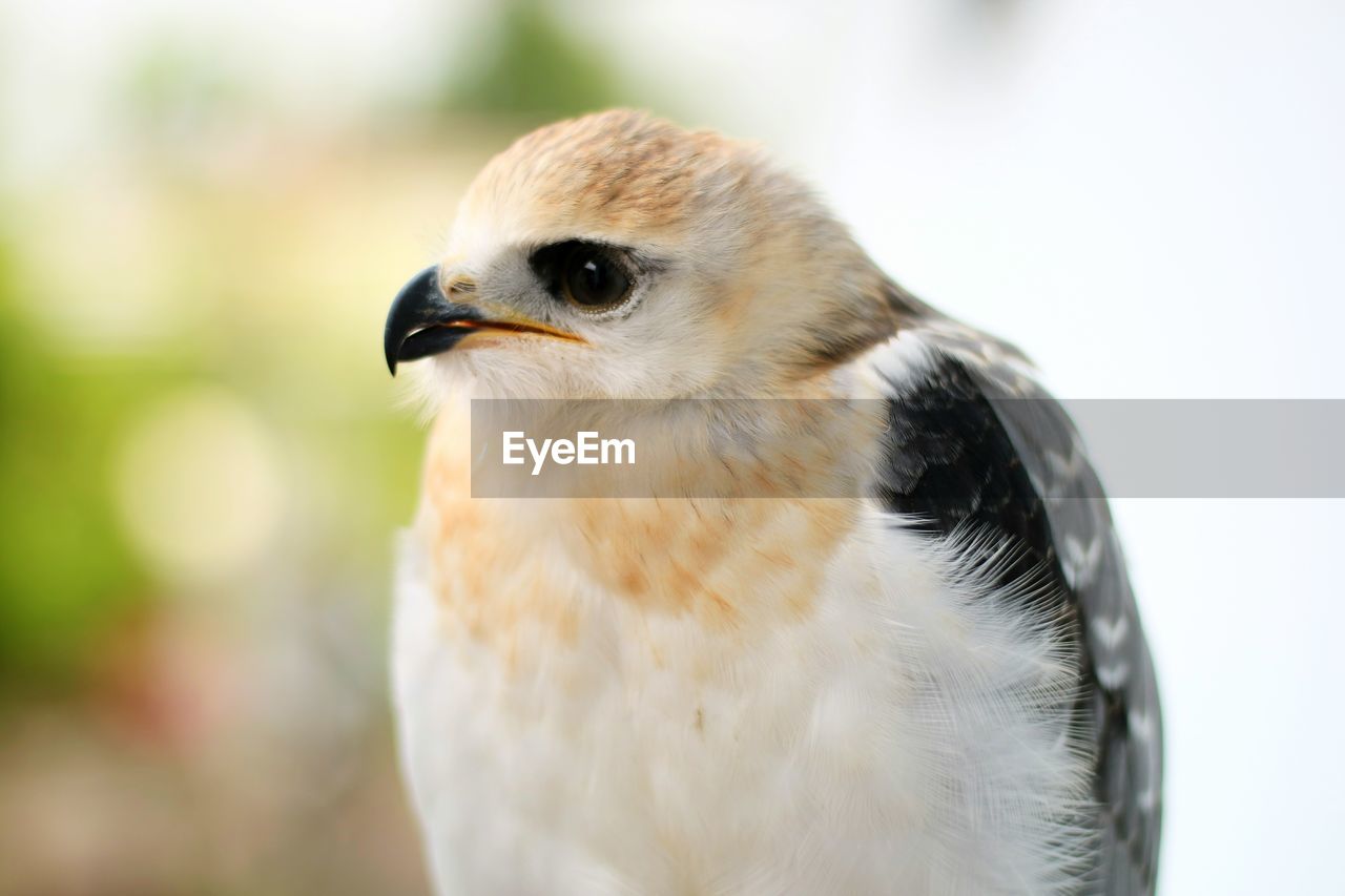 CLOSE-UP OF EAGLE OUTDOORS