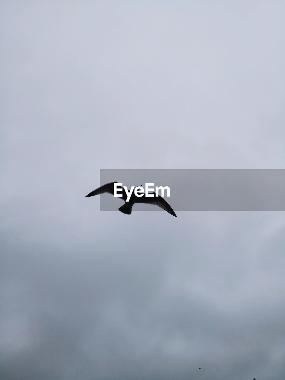 LOW ANGLE VIEW OF SEAGULL FLYING