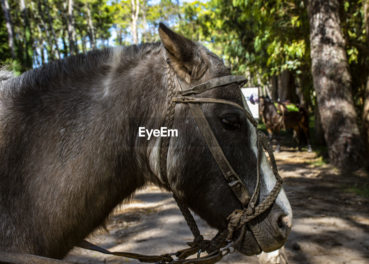 Close-up of a horse