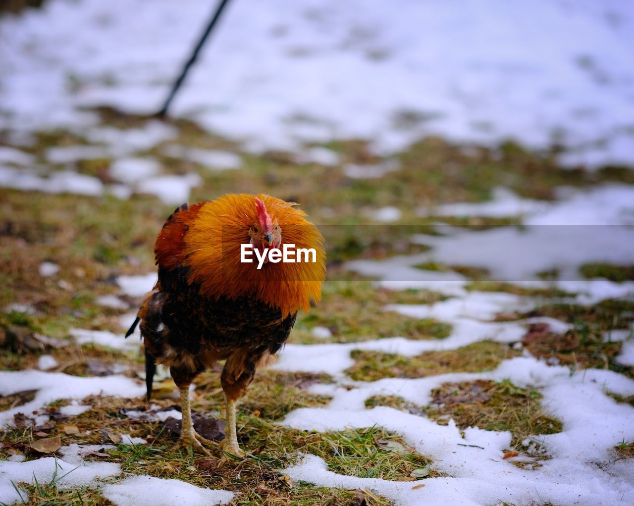 BIRD ON SNOW COVERED FIELD