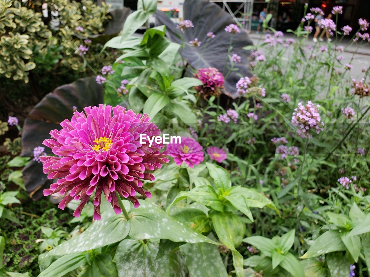 CLOSE-UP OF FRESH PINK FLOWERING PLANT