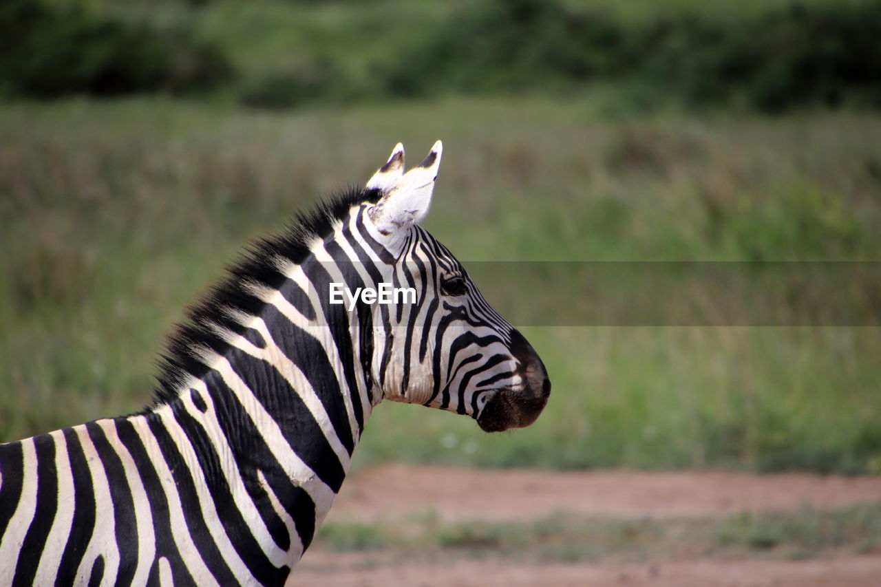 Standing zebra