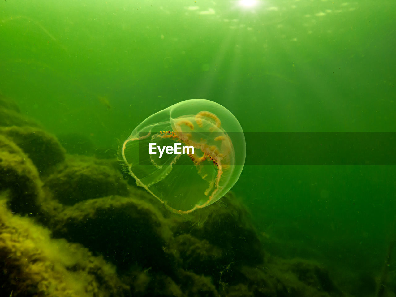 A moon jellyfish or aurelia aurita in green ocean water