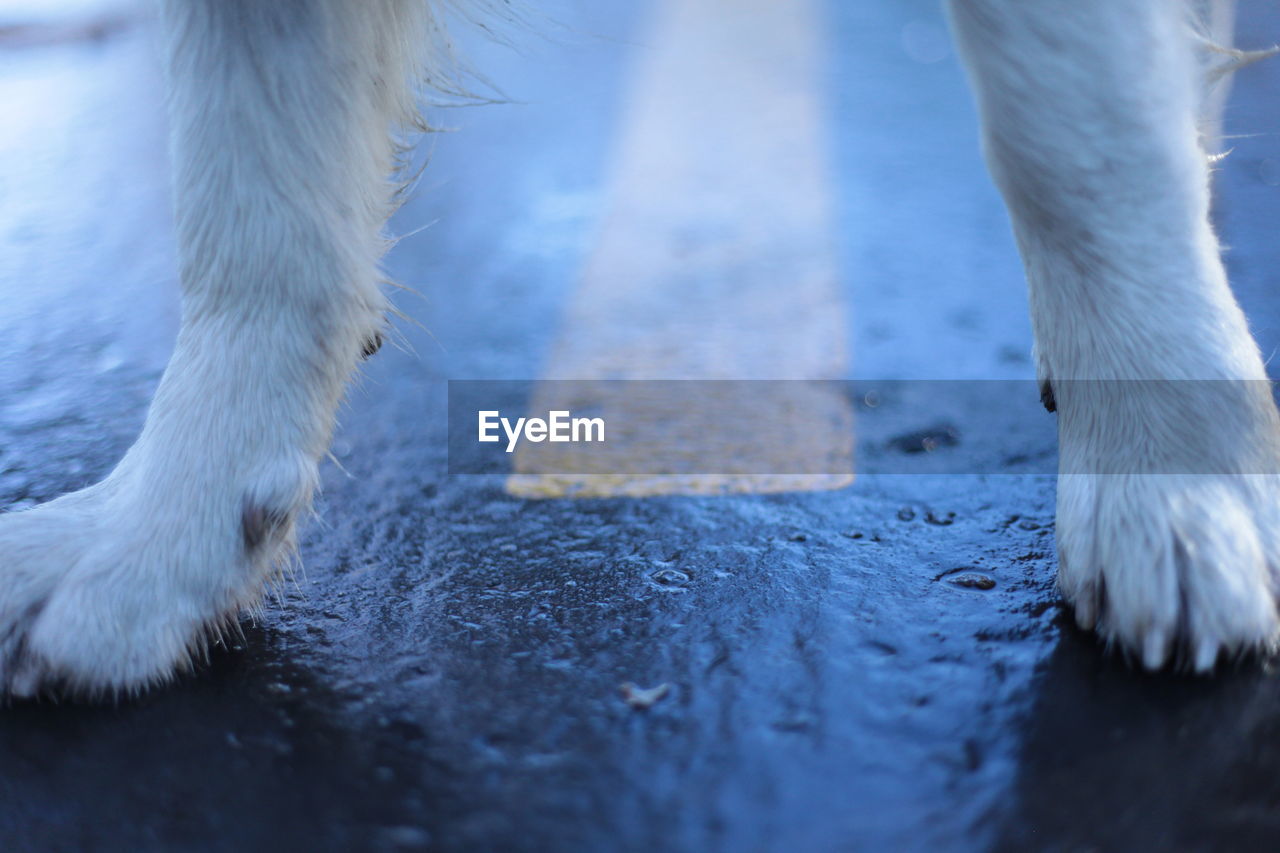 Low section of dog on wet road