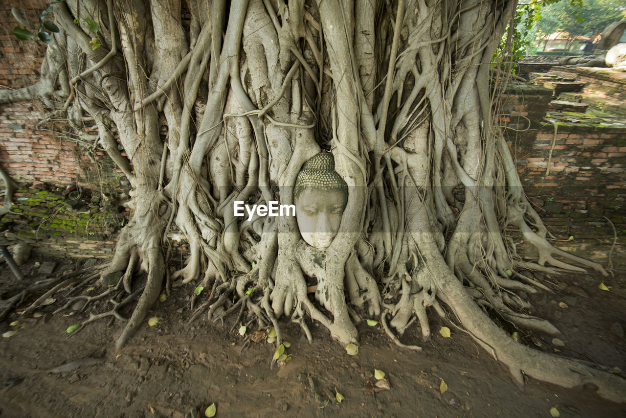 Close-up of buddha statue in tree roots