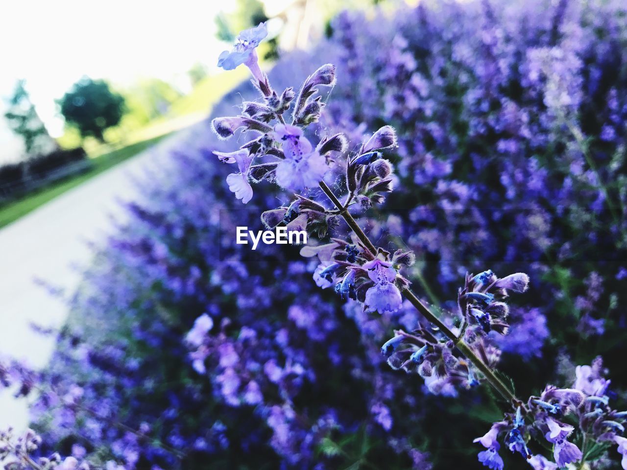 Close-up of lavender blooming outdoors