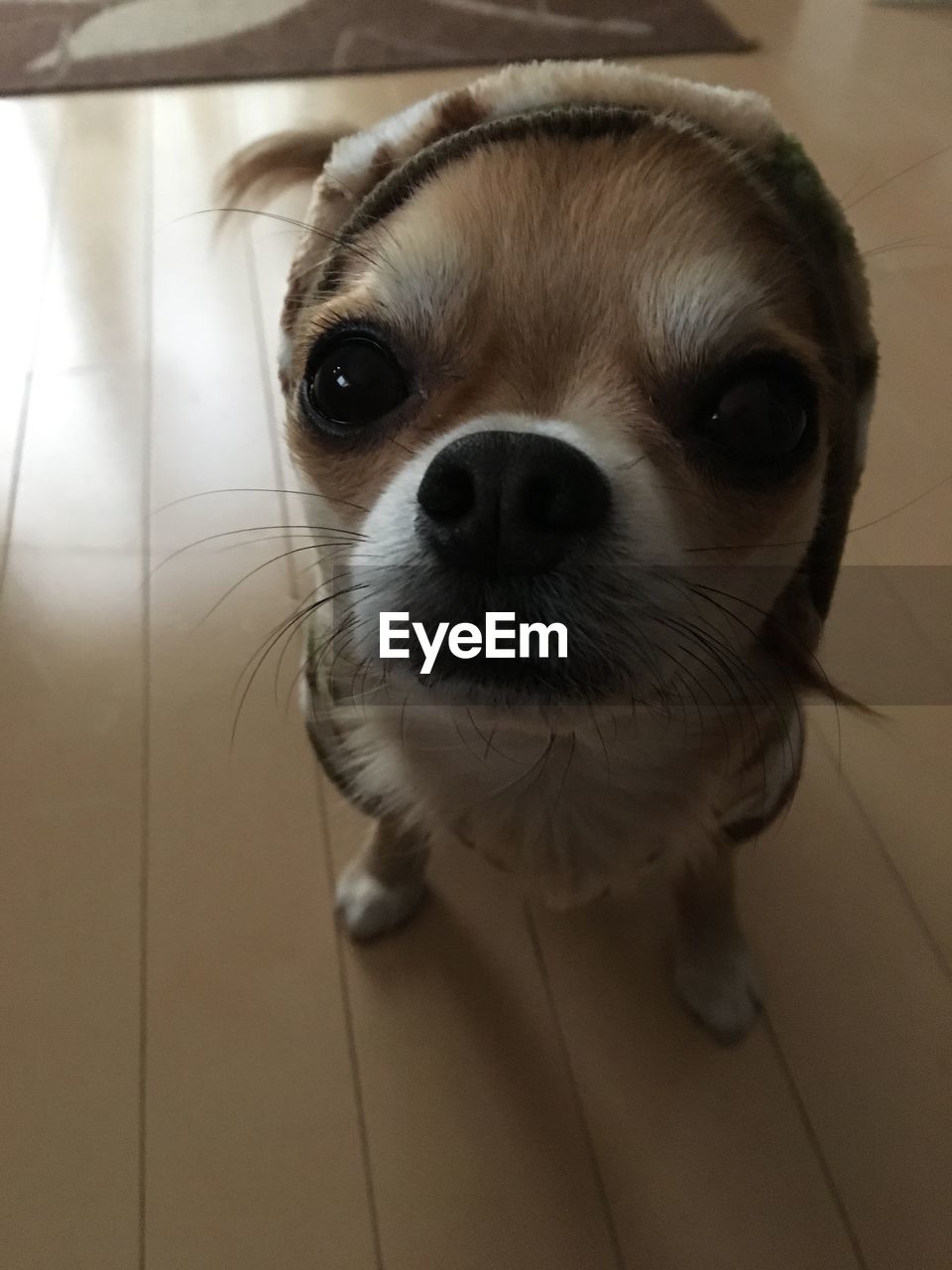 CLOSE-UP PORTRAIT OF DOG IN PEN