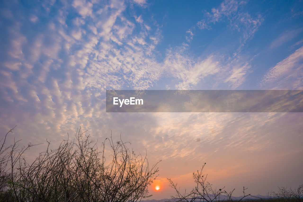 LOW ANGLE VIEW OF SILHOUETTE TREES AGAINST ORANGE SKY