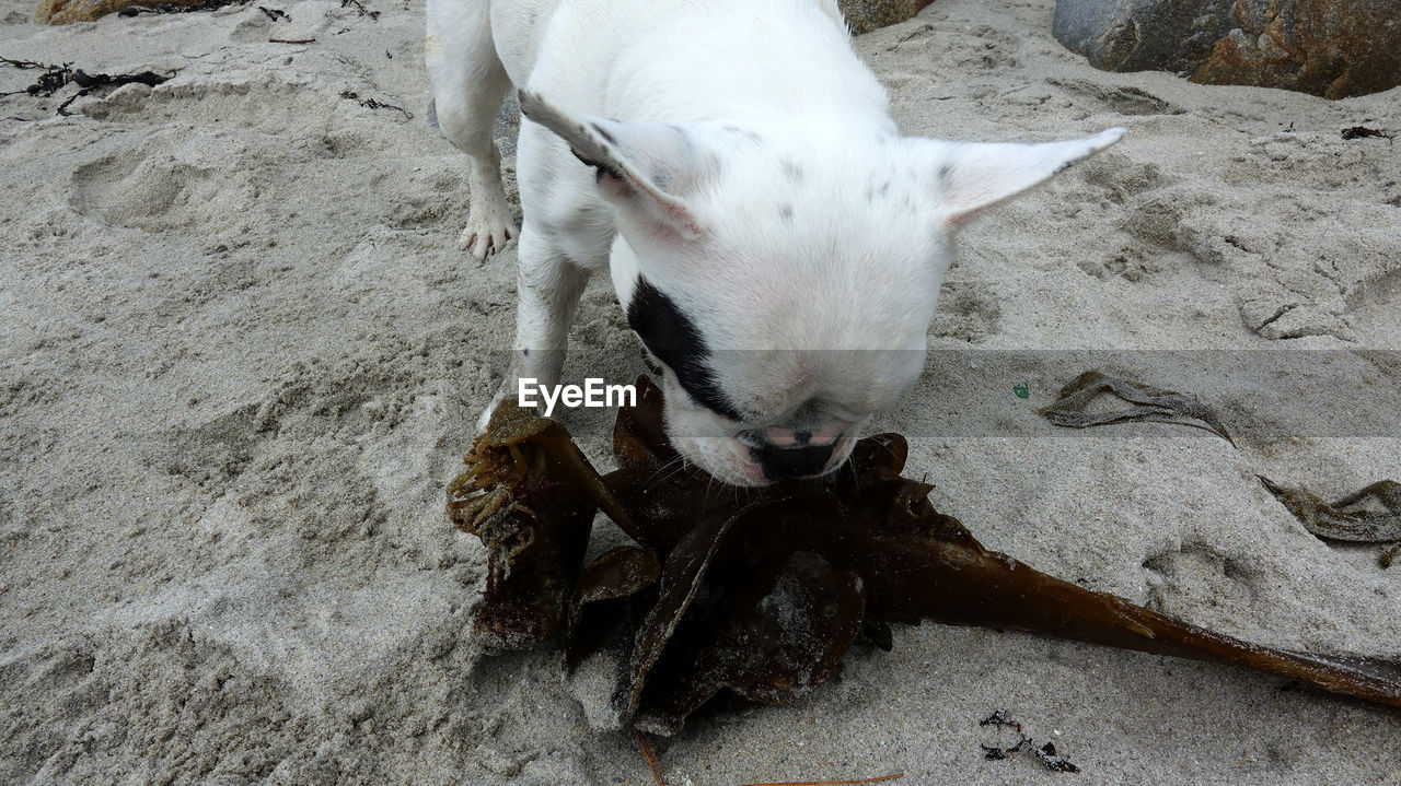 HIGH ANGLE VIEW OF WHITE DOG ON ROCK