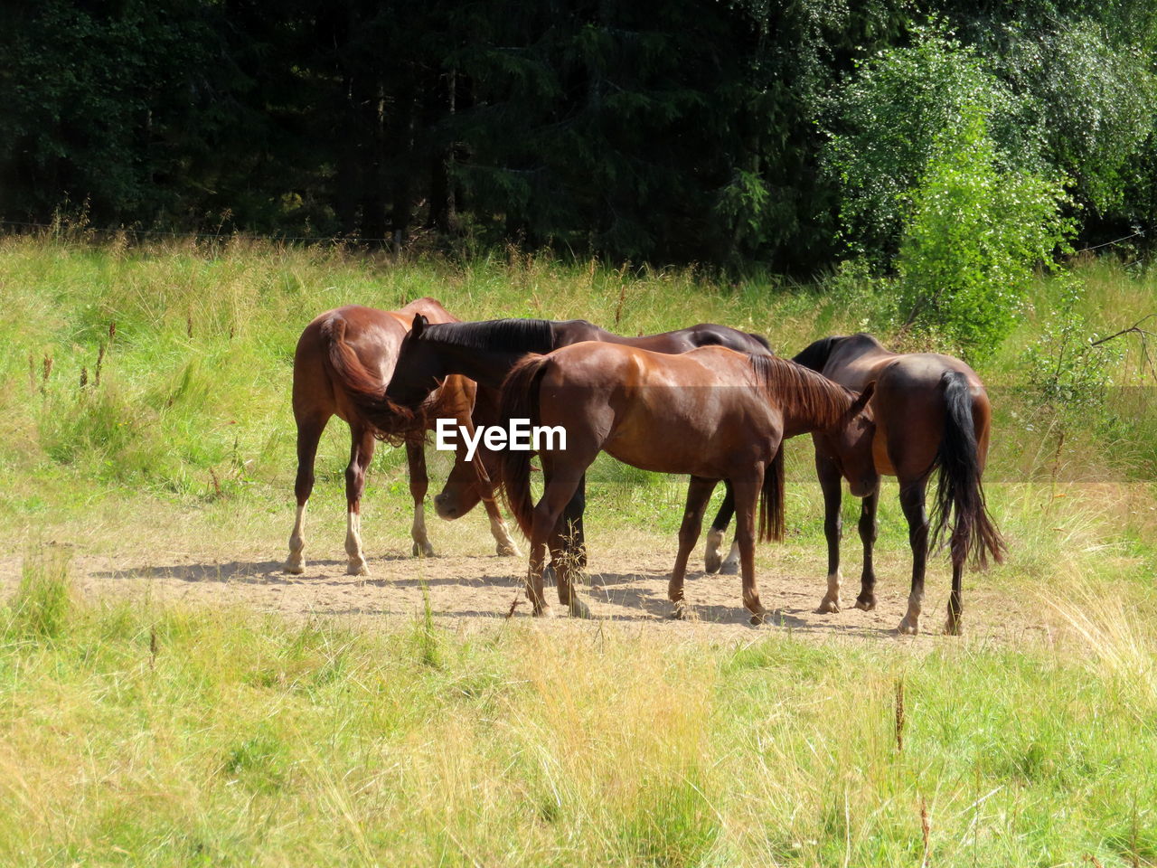 Horses grazing in a field