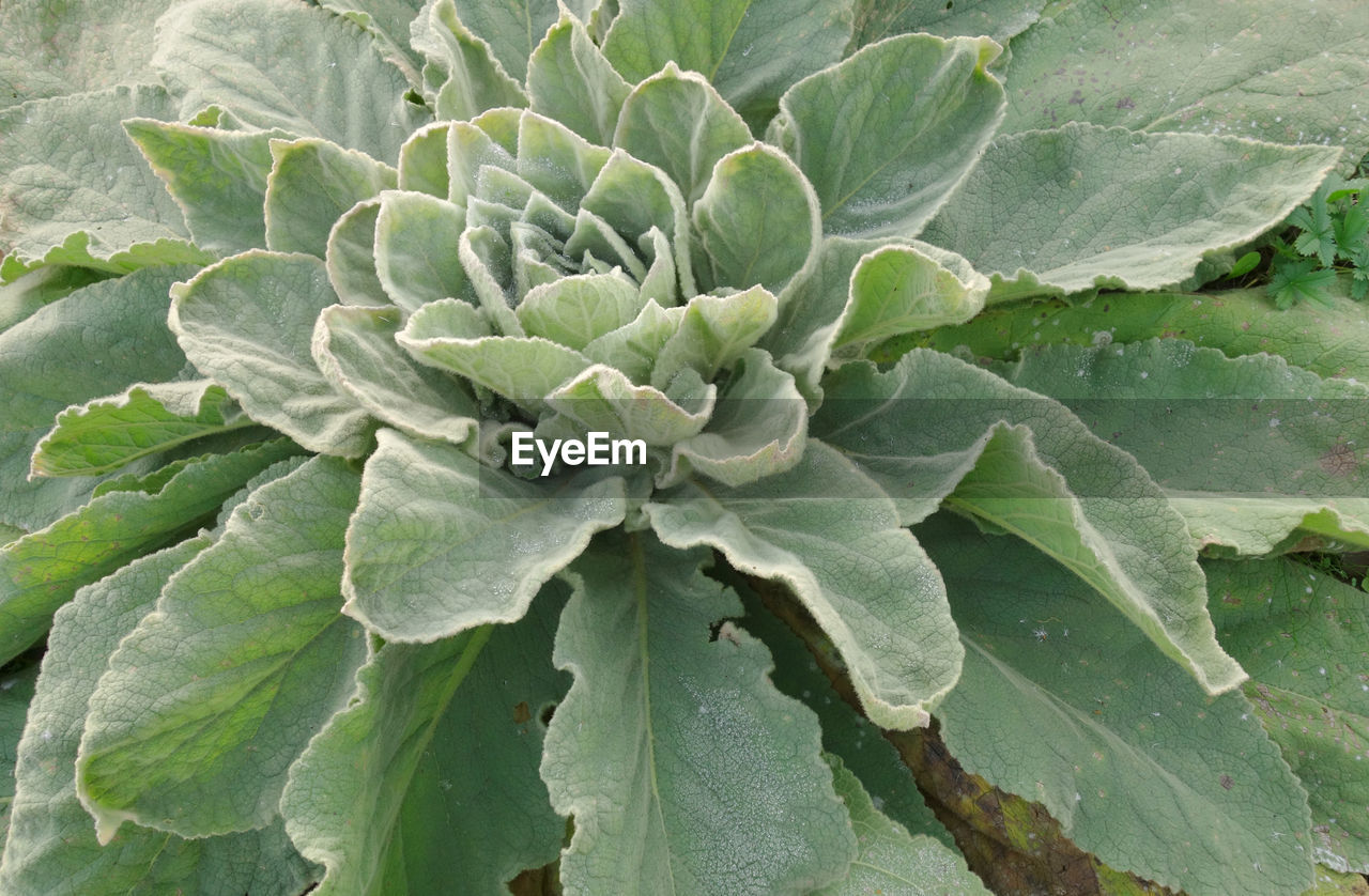 FULL FRAME SHOT OF FRESH GREEN PLANT