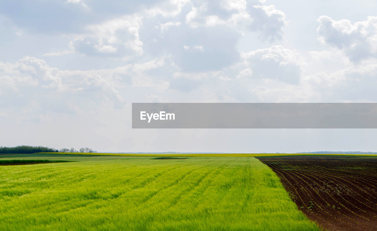 Scenic view of agricultural field against sky