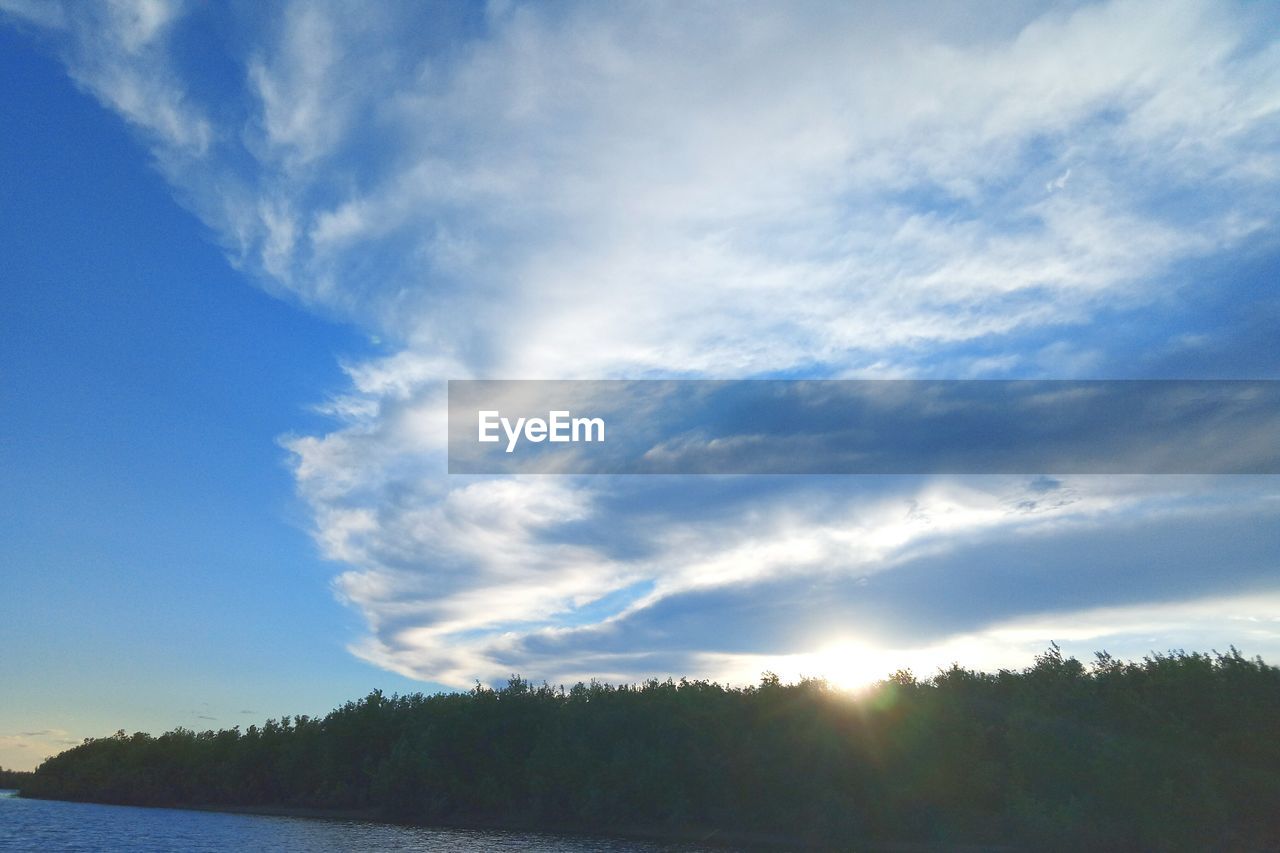 TREES IN FOREST AGAINST SKY