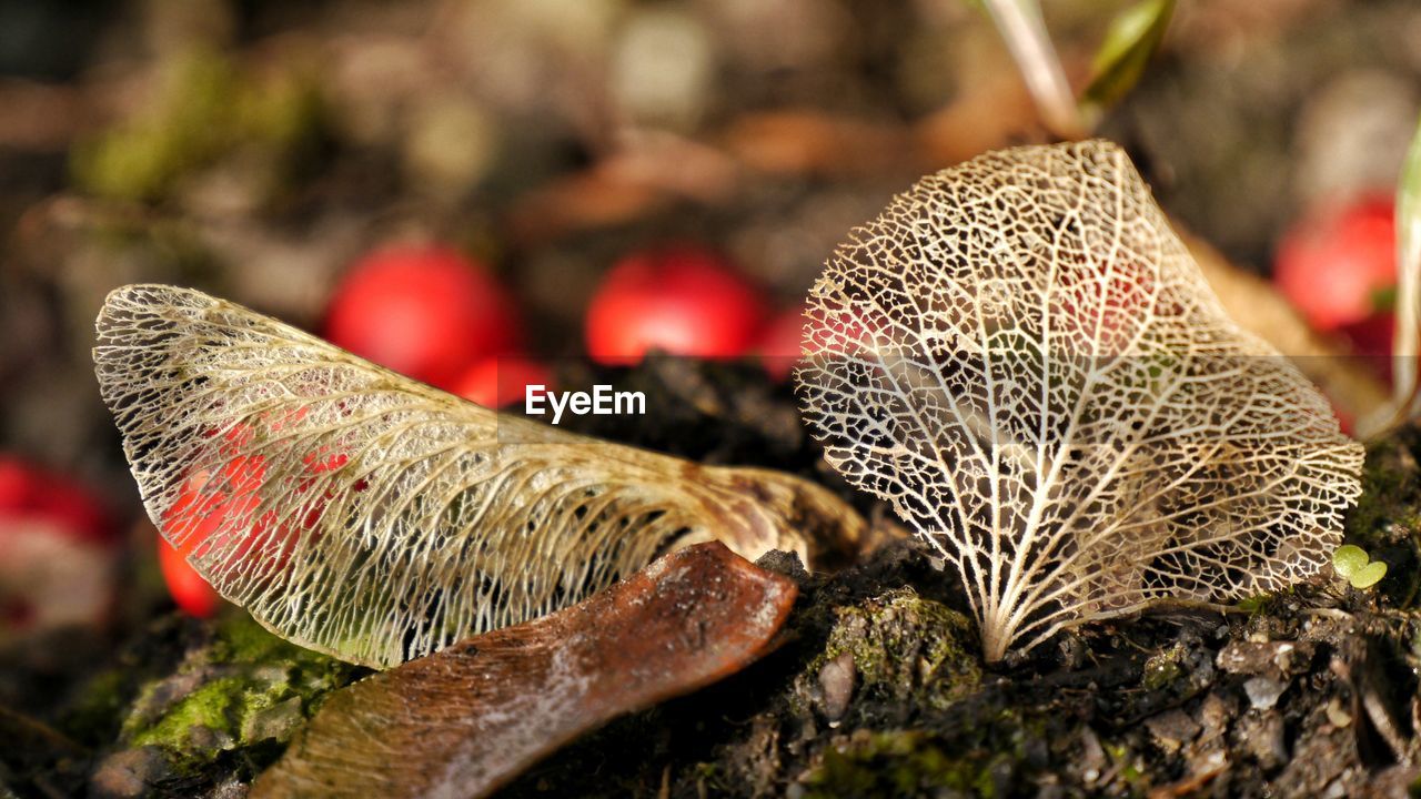 CLOSE-UP OF MUSHROOM ON RED LEAF