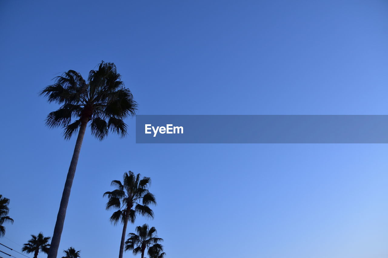 LOW ANGLE VIEW OF PALM TREES AGAINST BLUE SKY