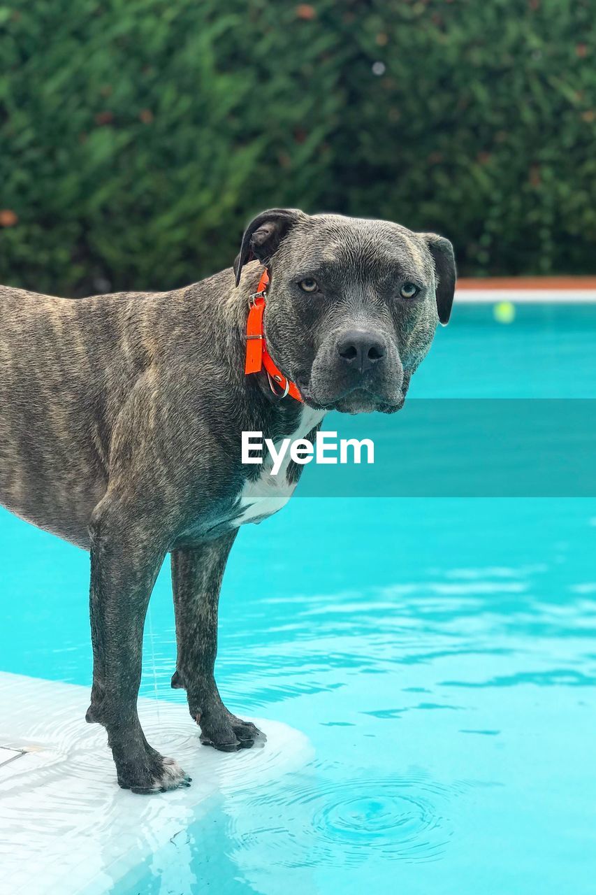 Dog standing in swimming pool