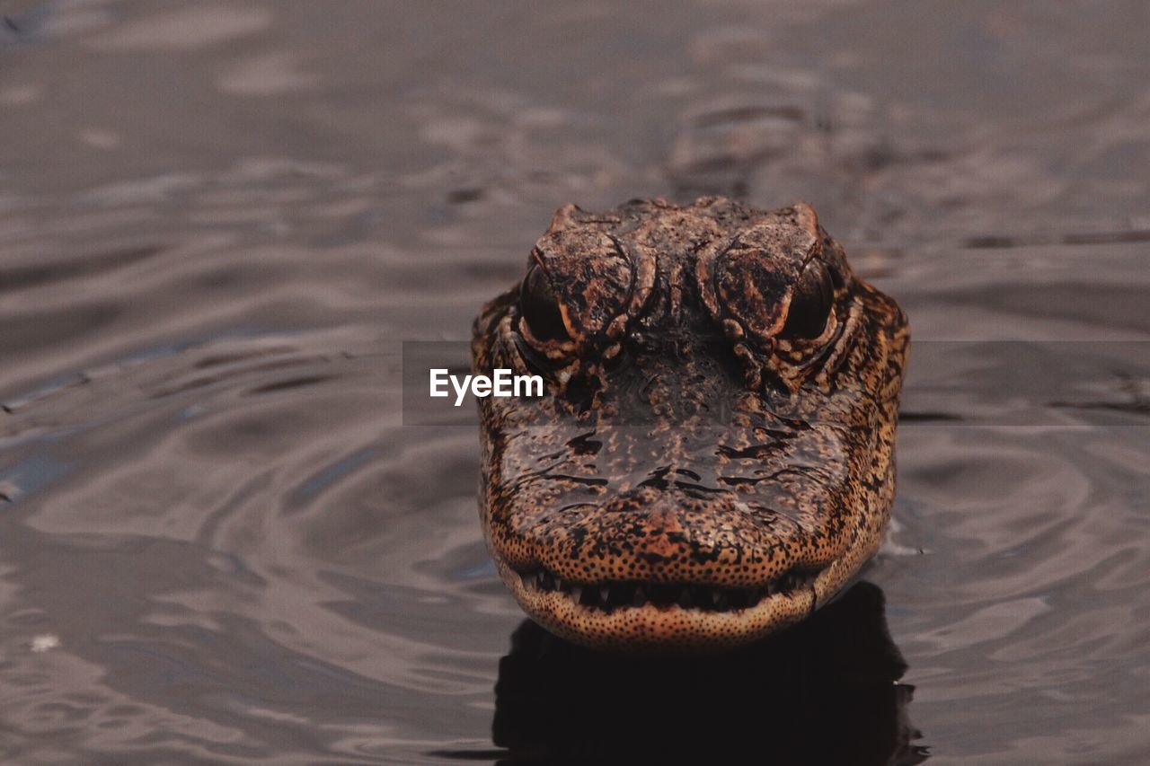 Close-up of alligator in water