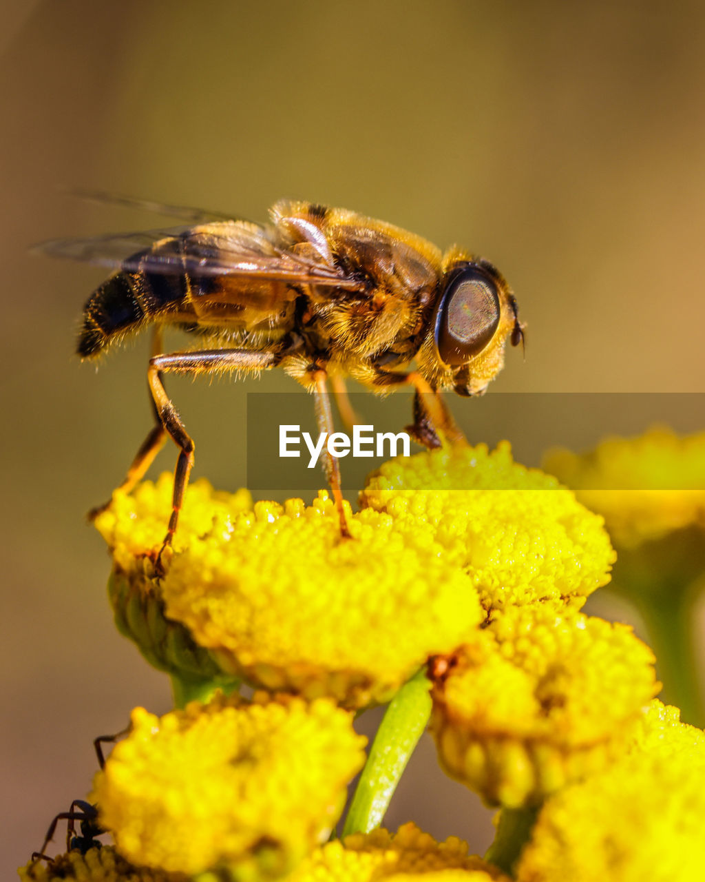 Close-up of insect on yellow flower