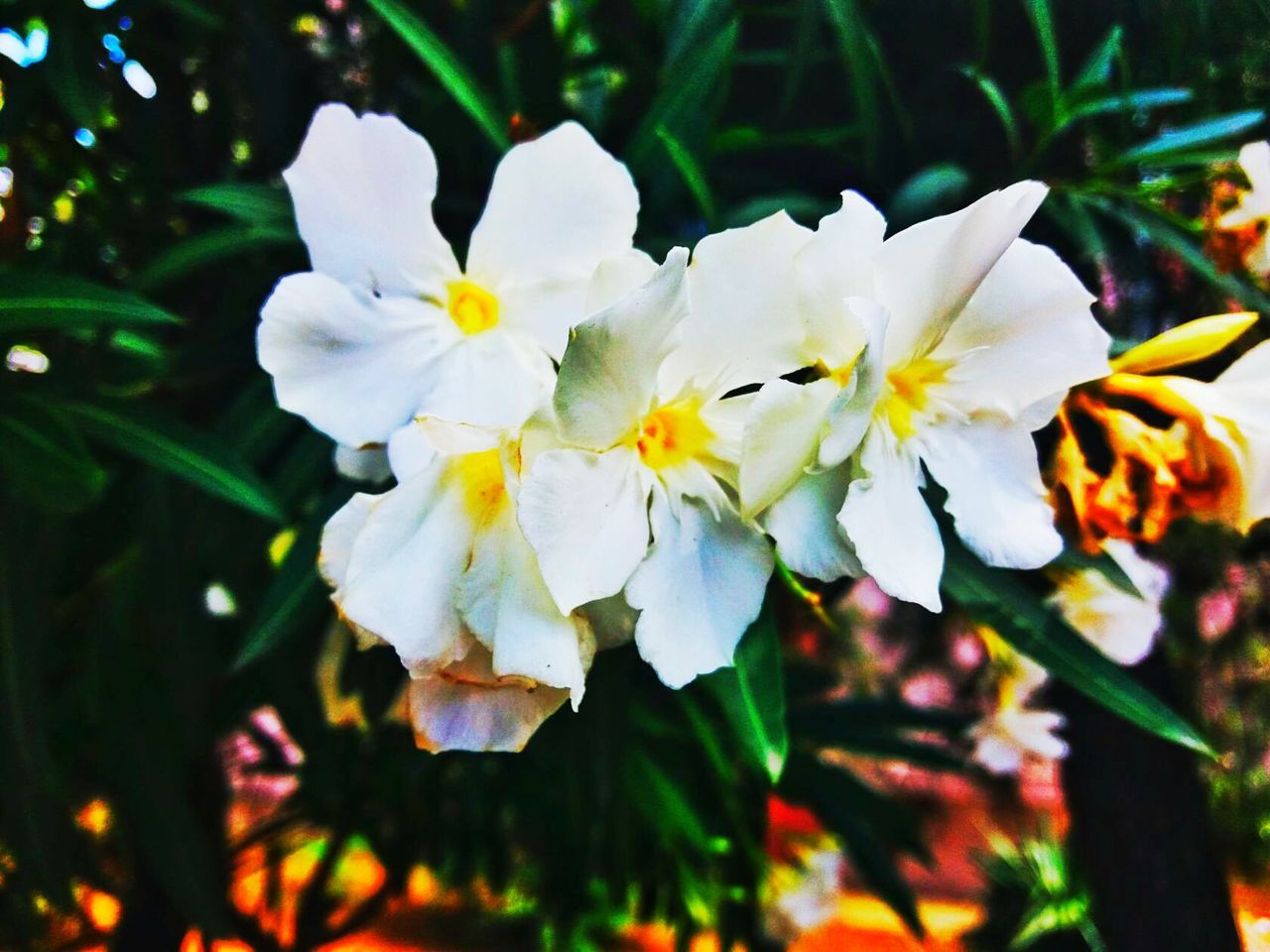 CLOSE-UP OF WHITE FLOWERS