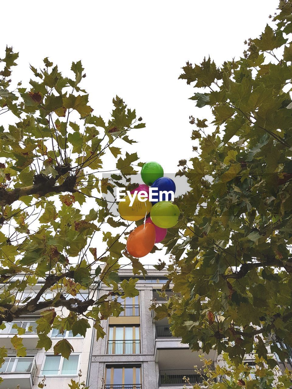 LOW ANGLE VIEW OF BALLOONS AGAINST TREES