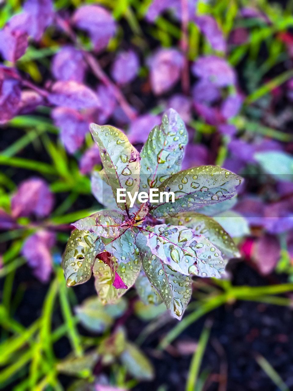 CLOSE-UP OF PURPLE FLOWERS